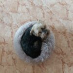 Caminha Nuvem para cachorros e gatos - Fifico Comfort photo review