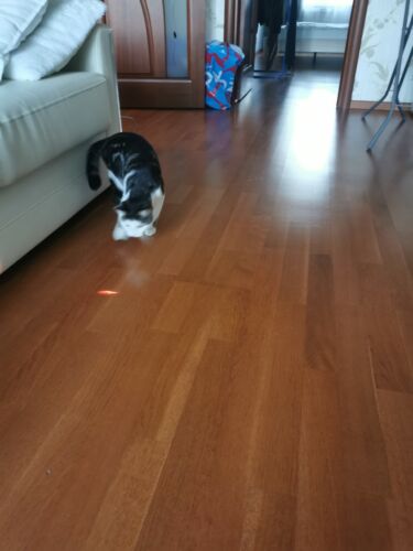 Brinquedo para Gatos - Laser Automatico para Gatos Milky photo review