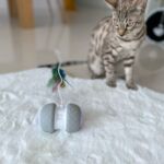 Robô Interativo para Gatos - Sushibot photo review