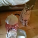 Comedouro + Bebedouro Automático para Cachorros e Gatos - Perkin photo review