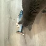 Brinquedo para Gatos e Cachorros - Pula Peixe photo review