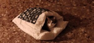 Caminha para gatos - Gato Fifi photo review