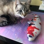 Brinquedo para Gatos e Cachorros - Pula Peixe photo review