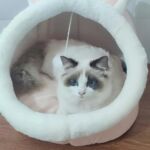 Toca para Gatos e Cachorros - Pet Kururu photo review
