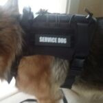 Peitoral para cachorros Militar Tático - Extreme photo review
