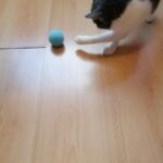 Brinquedo para Gatos - Bolinha Interativa com Som Kindy photo review
