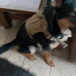 Peitoral para cachorros Militar Tático - Extreme photo review
