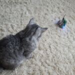 Robô Interativo para Gatos - Sushibot photo review