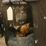 Caminha Nuvem para cachorros e gatos - Fifico Comfort photo review