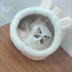 Toca para Gatos e Cachorros - Pet Kururu photo review