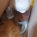 Comedouro + Bebedouro Automático para Cachorros e Gatos - Perkin photo review