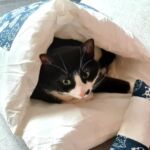 Caminha para gatos - Gato Fifi photo review