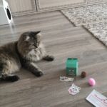 Brinquedo para Gatos - Bolinha Interativa com Som Kindy photo review