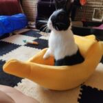 Caminha para gatos banana - Minha Banana Favorita photo review