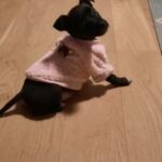 Roupa de frio para Cachorro - Suéter My Little Friends photo review