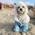 Roupinha para Cachorro - Jaqueta Jeans Miu Pet photo review