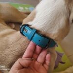 Coleira para cachorros em couro legítimo acolchoado - My Elegant Pet photo review