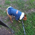 Roupinha para Cachorro - Jaqueta Jeans Miu Pet photo review