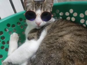 Oculos de Sol Pet - Favorite Pet photo review