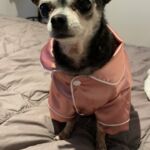 Pijama de Seda - My Little Pet photo review