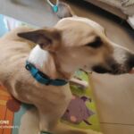 Coleira para cachorros em couro legítimo acolchoado - My Elegant Pet photo review