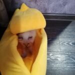 Caminha para gatos banana - Minha Banana Favorita photo review