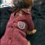 Blusa de frio para Cachorro - Casaquinho de lã Pet DaDaGou photo review