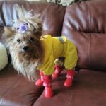 Capa de Chuva Pet - Waterproof photo review