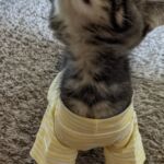 Blusa Pet - Long Stripes photo review