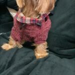 Blusa de frio para Cachorro - Casaquinho de lã Pet DaDaGou photo review