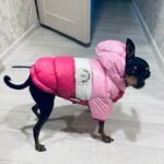 Roupinha para Cachorro - Jaqueta Pet Hoodie photo review