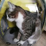 Mochila para transporte de gatos - My Pet Together photo review
