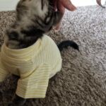 Blusa Pet - Long Stripes photo review
