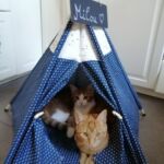 Tenda Pet - My Camp photo review