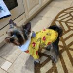 Casaco Pet - My Fox photo review