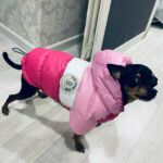 Roupinha para Cachorro - Jaqueta Pet Hoodie photo review