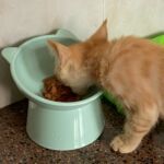 Comedouro para cachorros e gatos - Tigela Alta Pet Care photo review