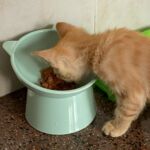 Comedouro para cachorros e gatos - Tigela Alta Pet Care photo review