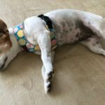 Coleira Peitoral para cachorros - Pidog photo review