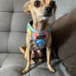 Coleira Peitoral para cachorros - Pidog photo review