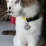 Plaquinha de Identificação para Cachorros e Gatos - Pet Safe photo review