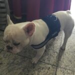 Coleira Peitoral para Cachorro Personalizável - Safe Buddy photo review