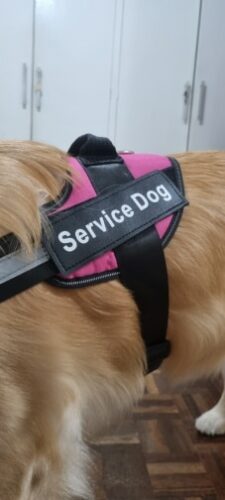 Coleira Peitoral para Cachorro Personalizável - Safe Buddy photo review