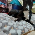Colchão para cães e gatos - Caminha Pet Meu Tapetinho photo review
