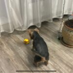Brinquedo para Gatos e Cachorros - Minion Fujão photo review