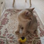 Brinquedo para Gatos e Cachorros - Bola Mágica Ninja Interativo photo review