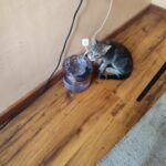 Fonte de Água para Gatos e Cachorros -Bebedouro elétrico My Cat photo review