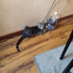 Fonte de Água para Gatos e Cachorros -Bebedouro elétrico My Cat photo review