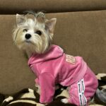 Roupinha para Cachorro - Macacão de frio em veludo para cães - Remas photo review