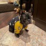 Roupinha para Cachorro - Moletom Fashion Pet photo review